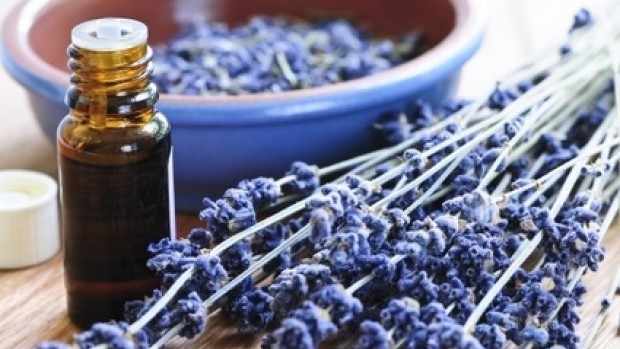 Lavender herb and essential oil