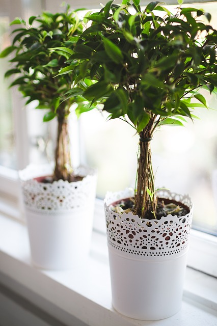 plants-768717_640